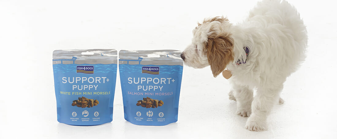 Puppy-Support-range-Luna-cockapoo-puppy-1000-px-3