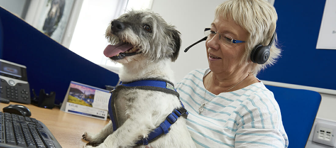 DOGS IN THE WORKPLACE article image