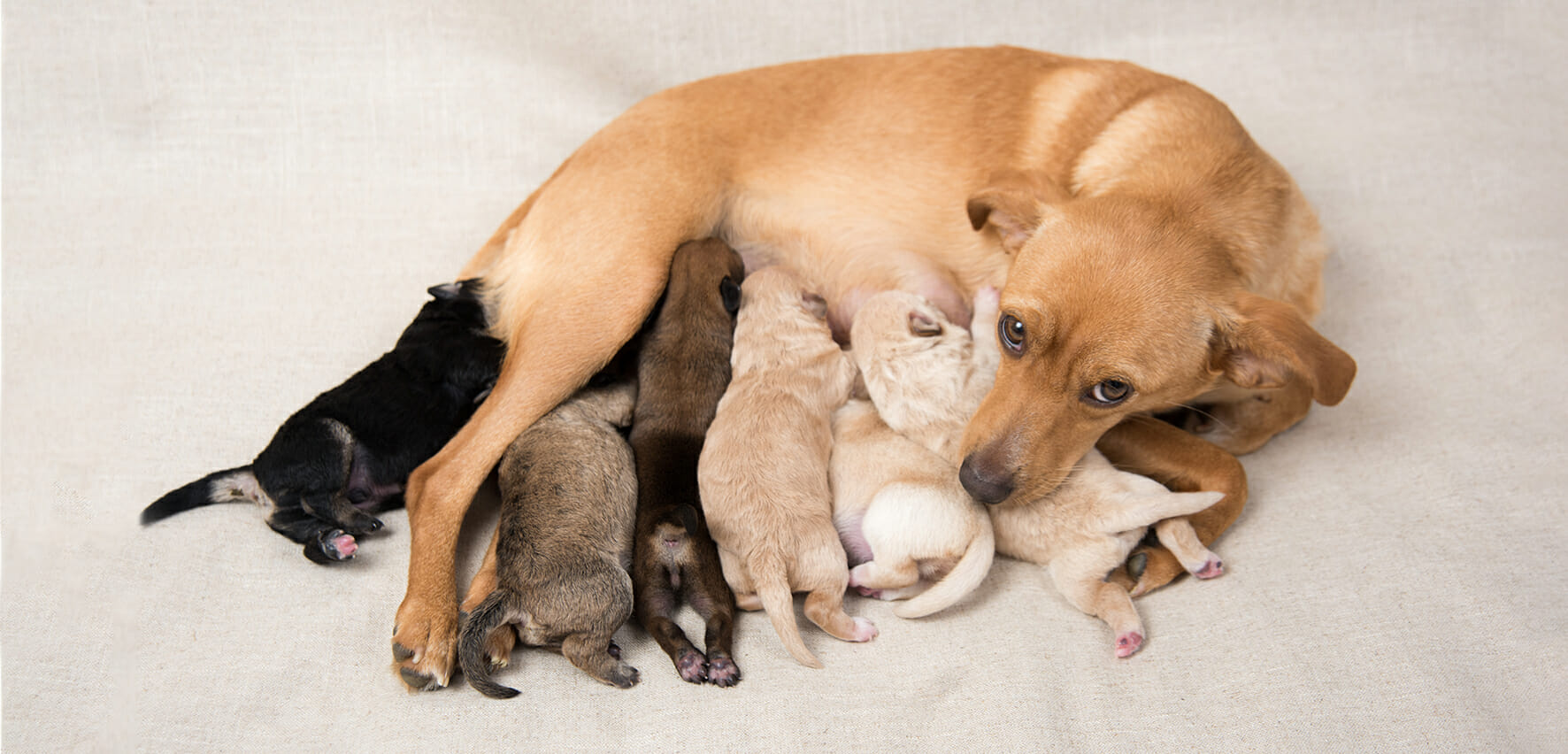Litter,Of,Small,Breed,Puppies